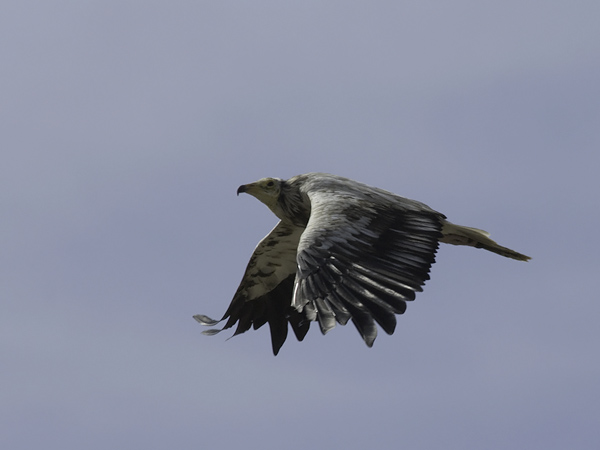Pikkukorppikotka, Egyptian Vulture, Neophron percnopterus